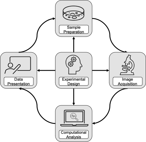 Image shows the imaging experiment workflow - experimental design, sample preparation, image acquisition, computational analysis and data presentation. 